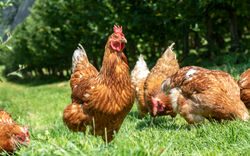 Ausbruch der Newcastle-Krankheit bedroht Geflügelhaltungen in Bayern