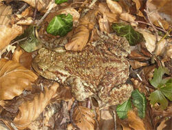 Erdkroete Dienhauser Weiher