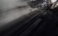 Julian Sickert - tanzende Strahlen im Wald