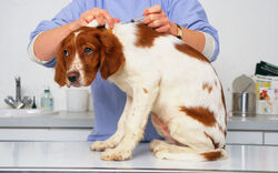 Staupe breitet sich verstärkt unter Wildtieren aus