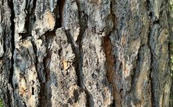 Ein Baum-Tag im Westerholz: Heimische Vielfalt entdecken