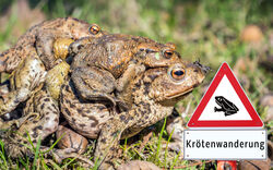 Amphibienwanderung 2025
