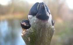 Das Jahr der Biodiversität – Heimische Vielfalt entdecken